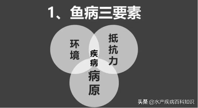 水产养殖传统治鱼病的方法,养殖鱼特效药
