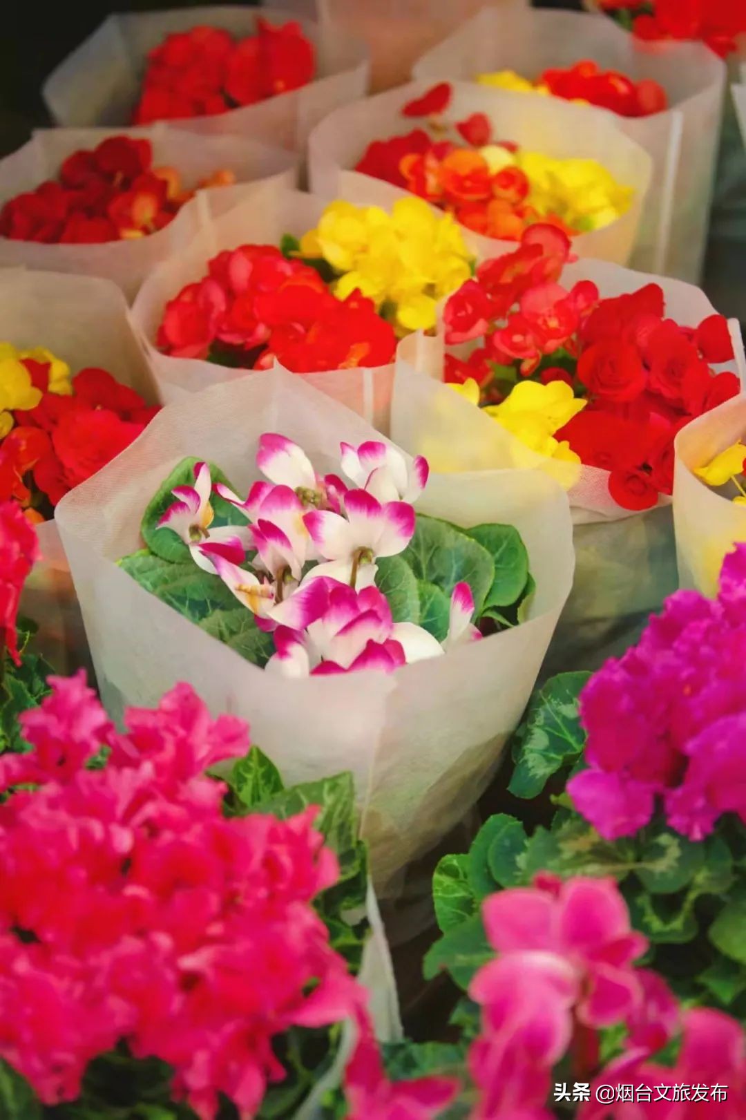 烟台祥和花鸟市场,烟台花鸟市场