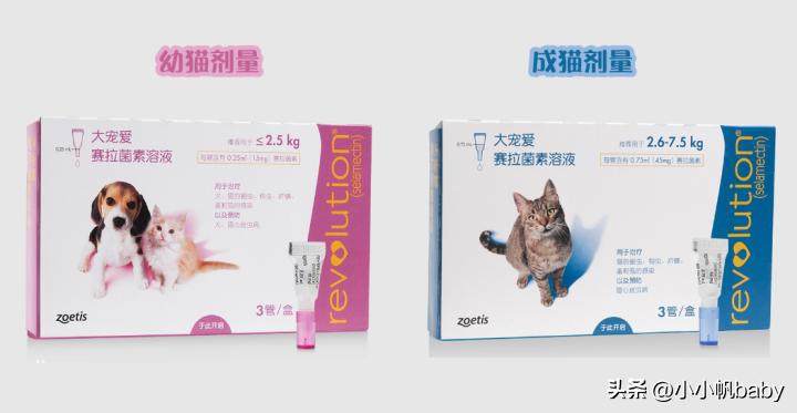新手养猫铲屎官攻略,新手养猫驱虫知识