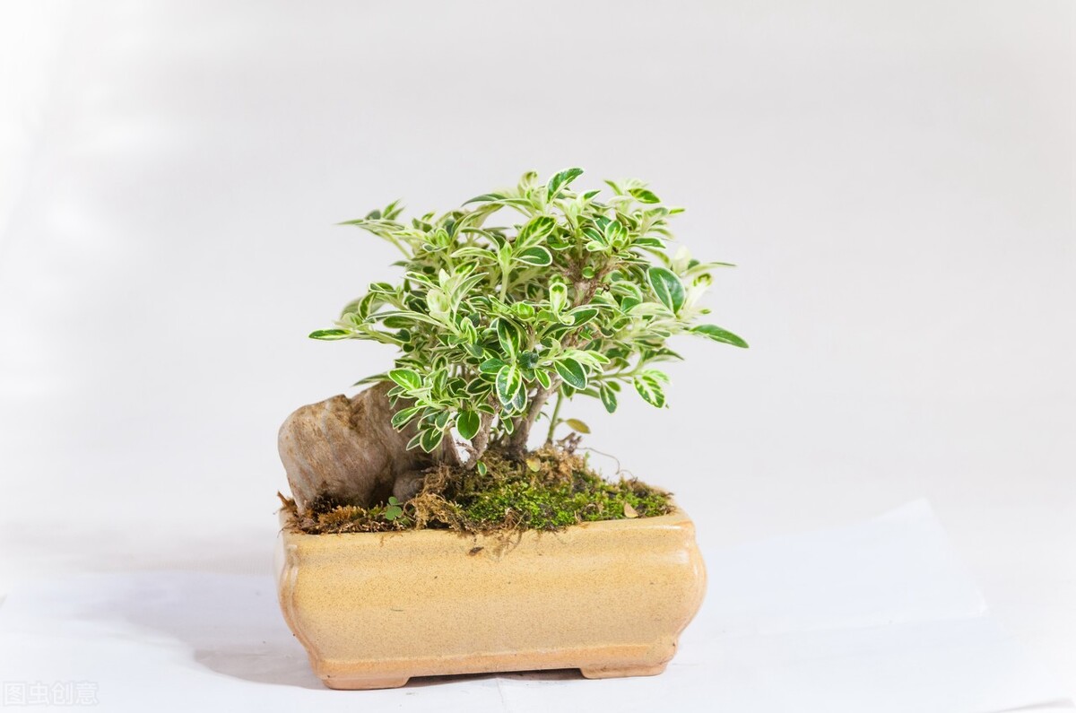 太实用了！45种常见植物养殖方法大全