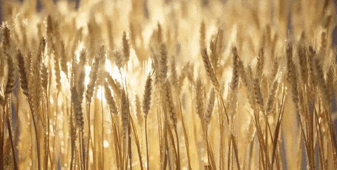 芒种悟人生的诗句,关于芒种的诗句汇集