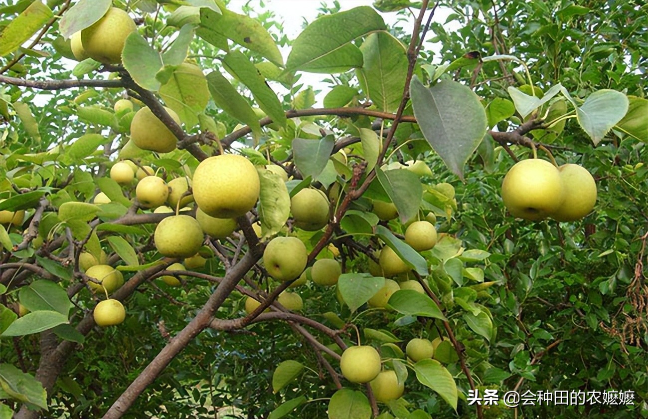 梨树种植注意5点产量高收益好,梨树果实膨大期施啥肥料最好杀菌