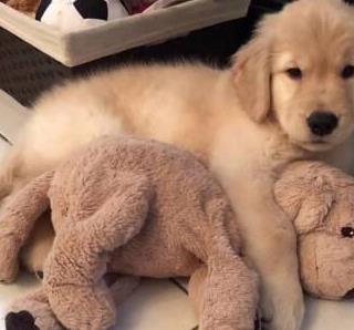 小狗对主人呜呜是什么意思,狗低声呜呜叫是什么意思