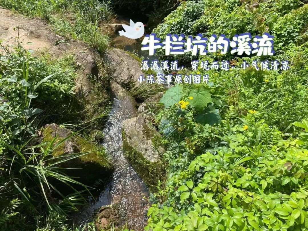 炭焙茶大红袍肉桂水仙,喝岩茶大红袍水仙肉桂