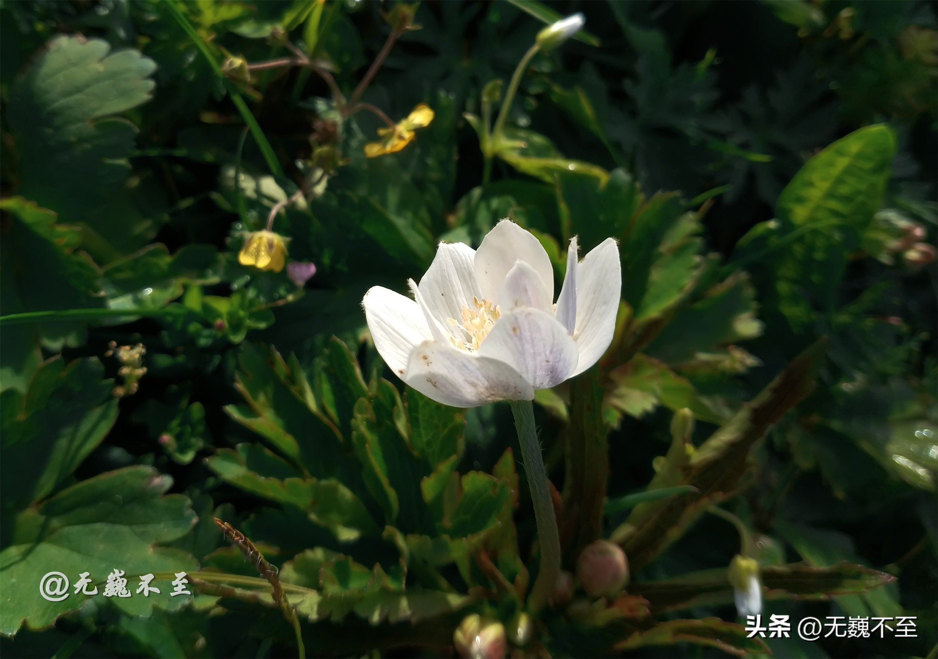 九顶归来不看花，但是这些花名你知道吗？科普一下不就认识啦