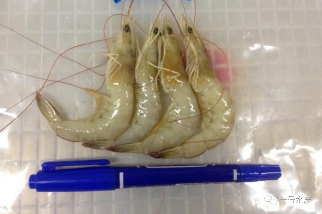 对虾的病毒性疾病怎么治,对虾病毒性白斑的治疗