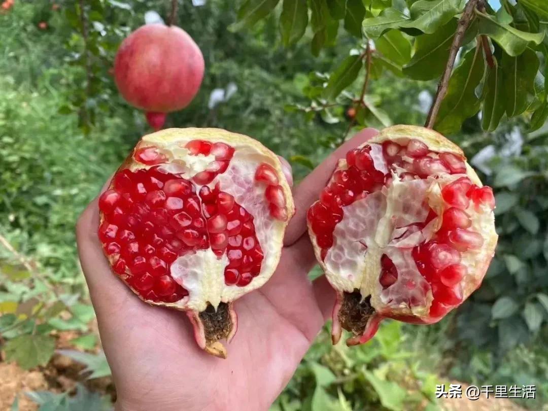 突尼斯软籽石榴超级好吃,突尼斯软籽石榴不用吐籽就能吃