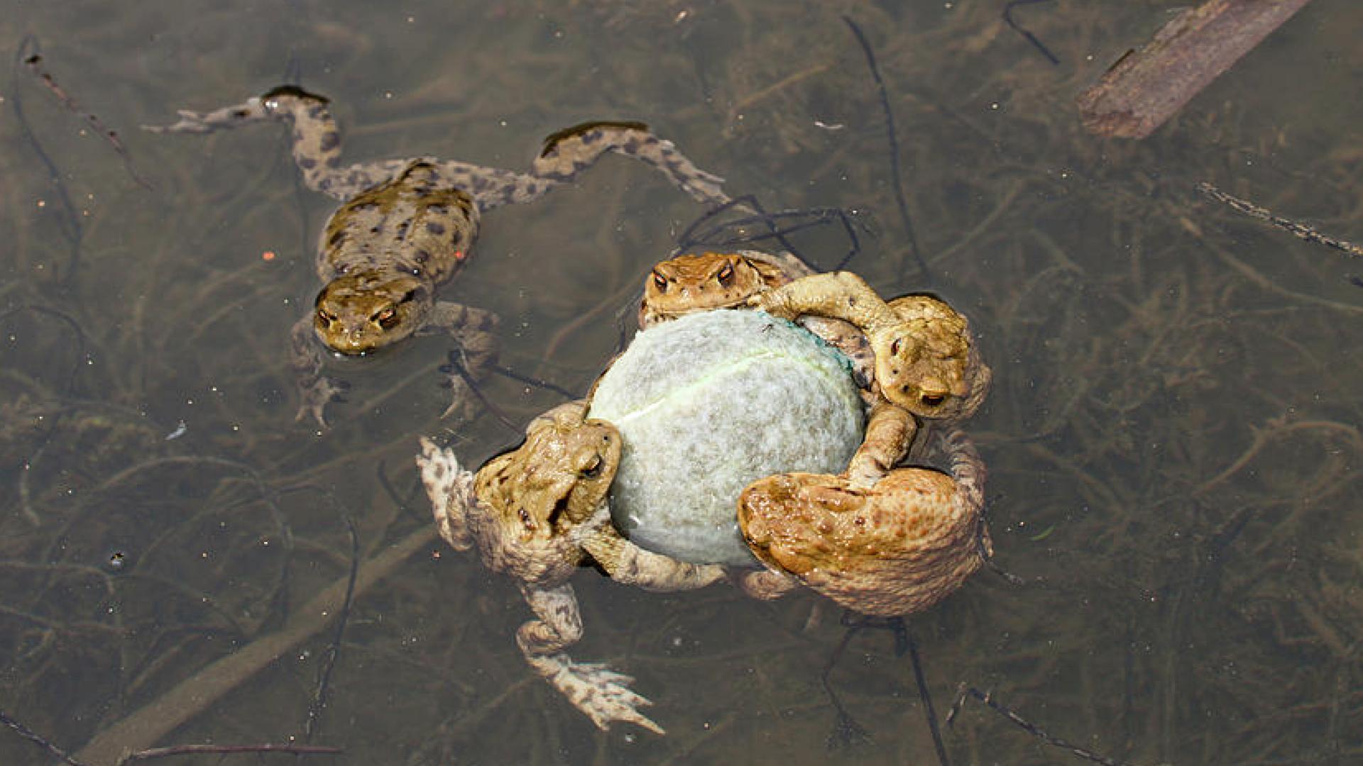 男子钓鱼钓上来个蛤蟆,男子钓到金蟾抱鲫