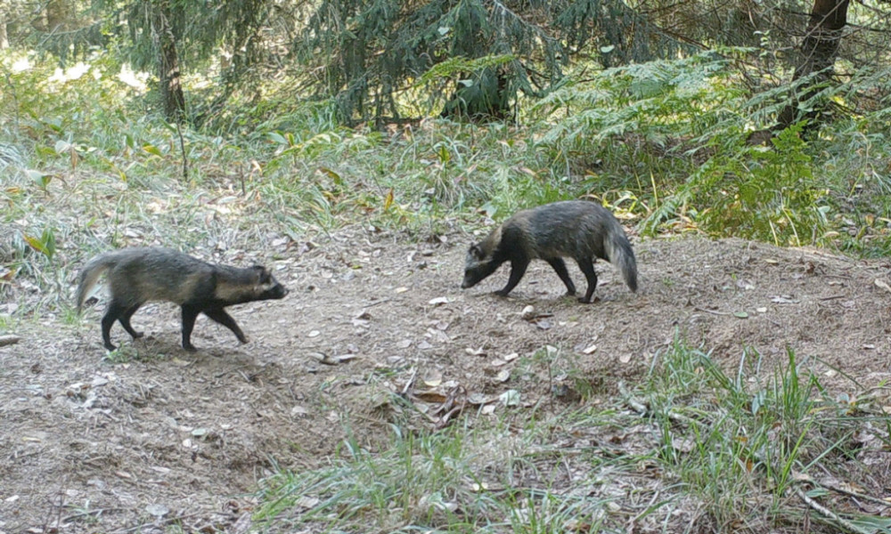吉林延边出现传闻中的“猹”，下山觅食被困在垃圾池里，还挺凶猛