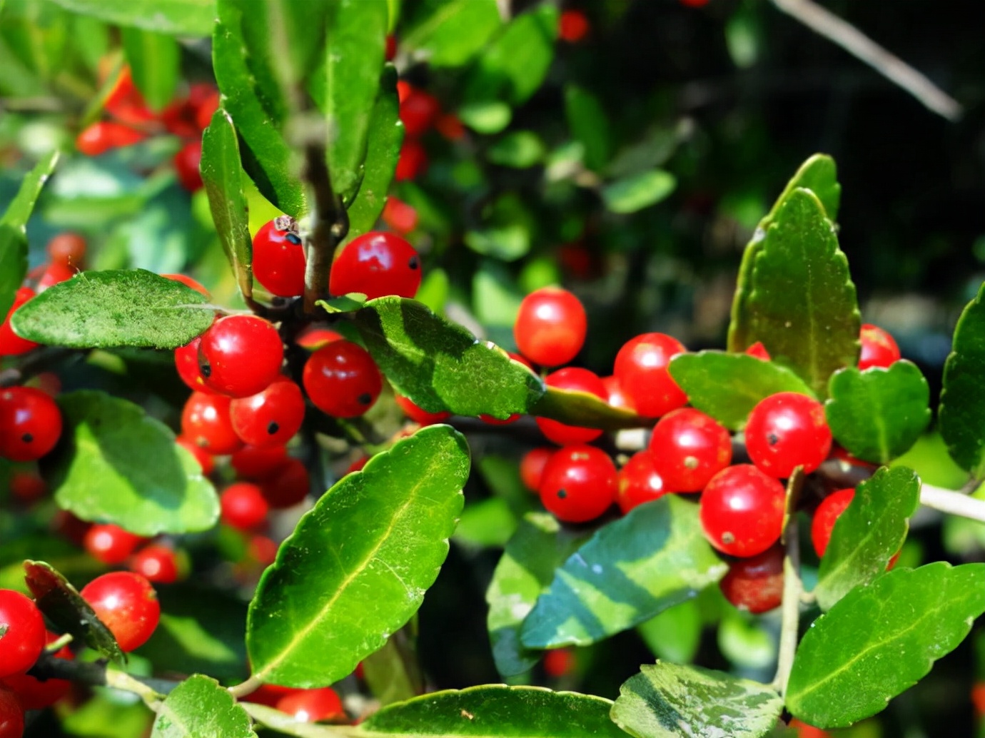 常见有毒花千万别碰,世上有毒的花和植物