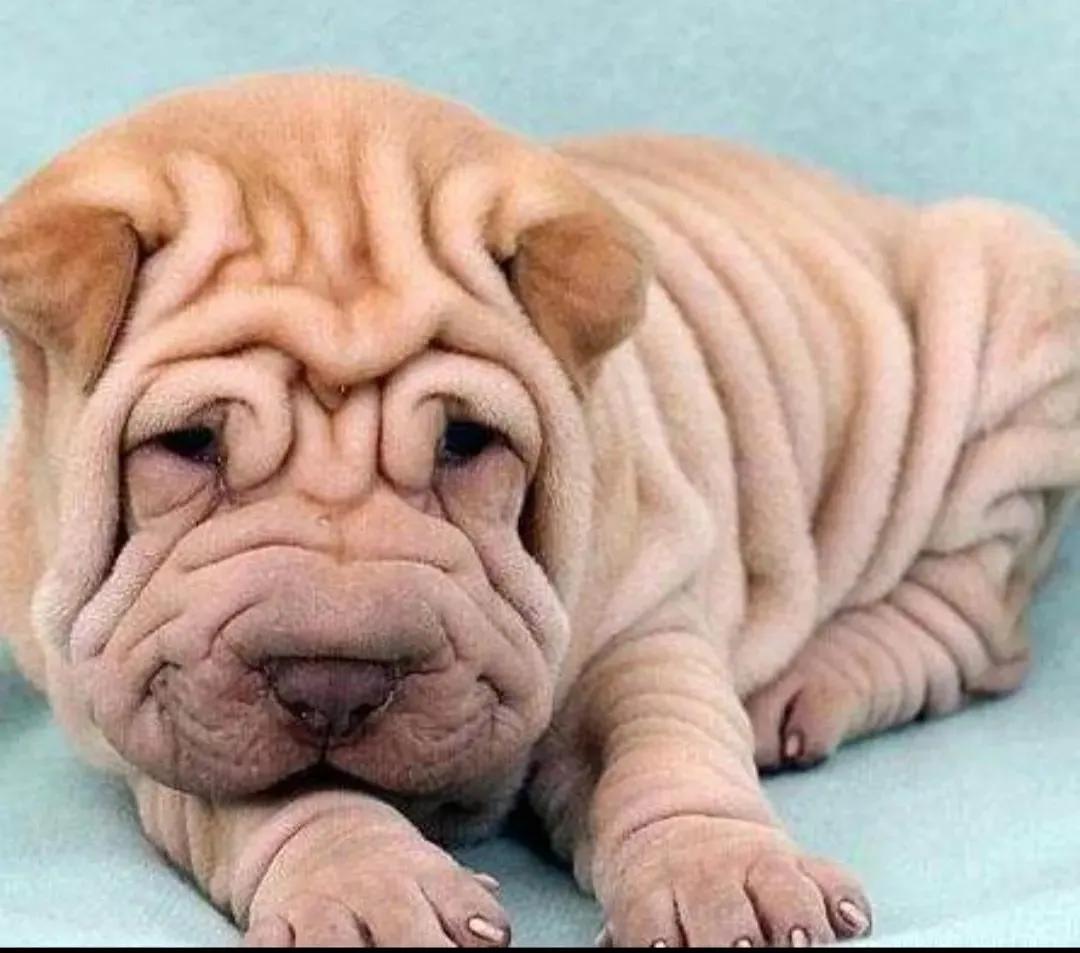 回族不吃猪肉，满族不吃狗肉，古代汉族也有不吃的肉