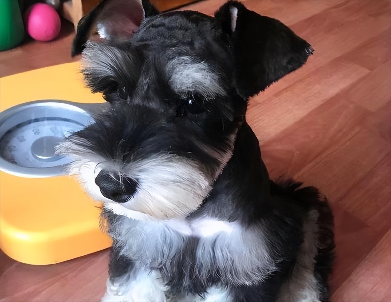 雪纳瑞幼犬容易出现什么病,雪纳瑞容易患上的几种疾病