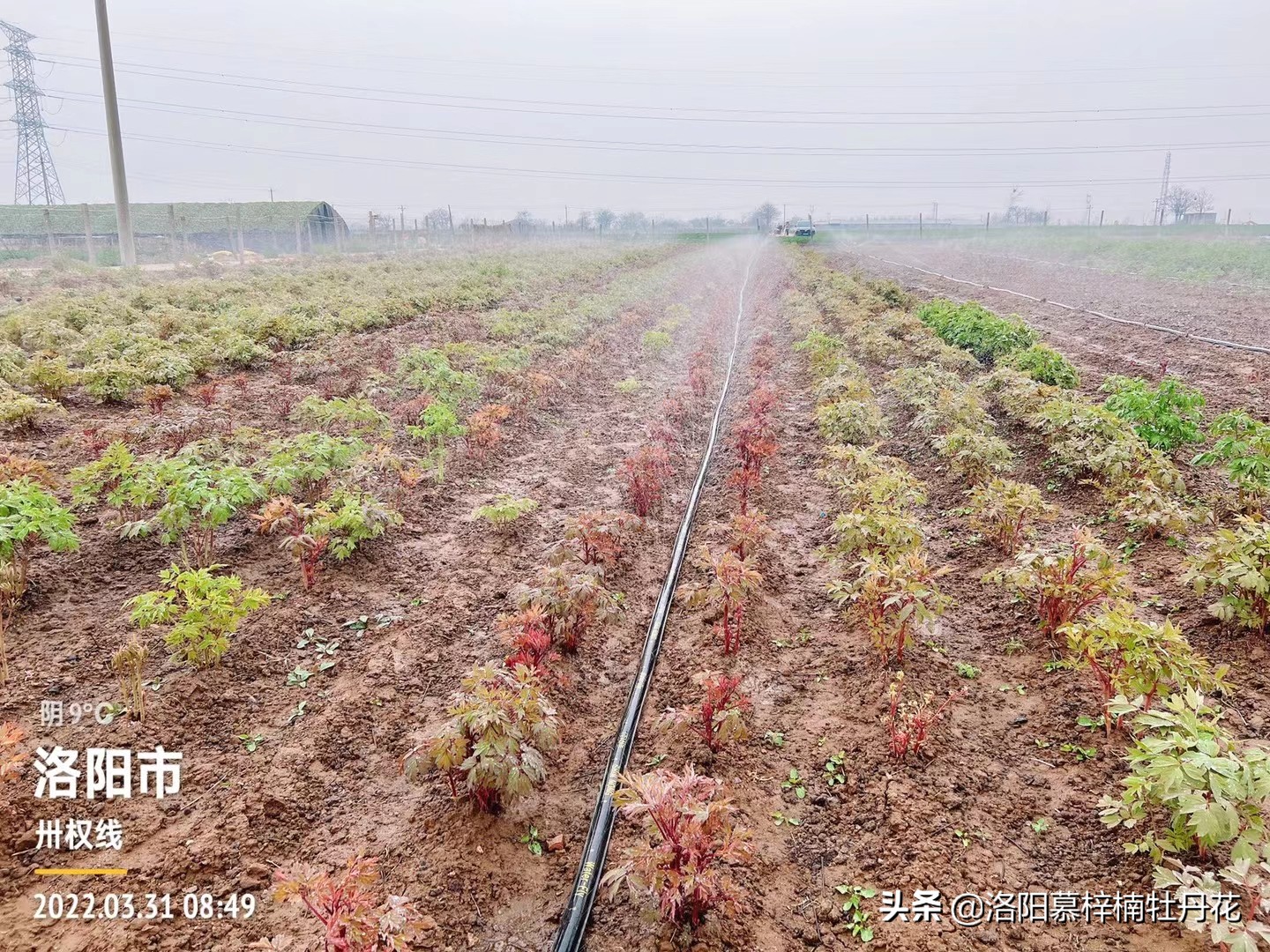 牡丹芍药的种植方法和注意事项,芍药苗子购买