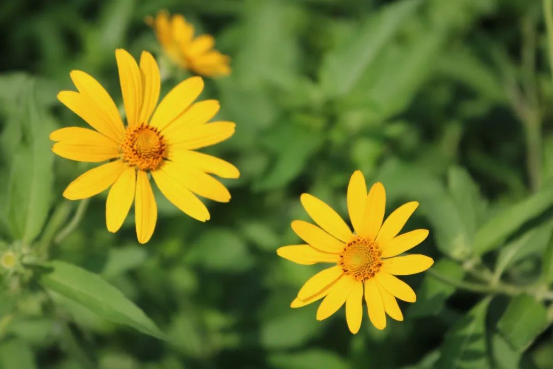 那些惊艳到世人的绝美成语,18个最美成语