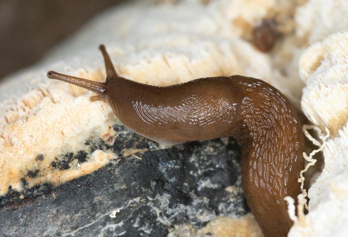 厨房鼻涕虫彻底铲除的办法,厨房鼻涕虫从哪里爬出来的