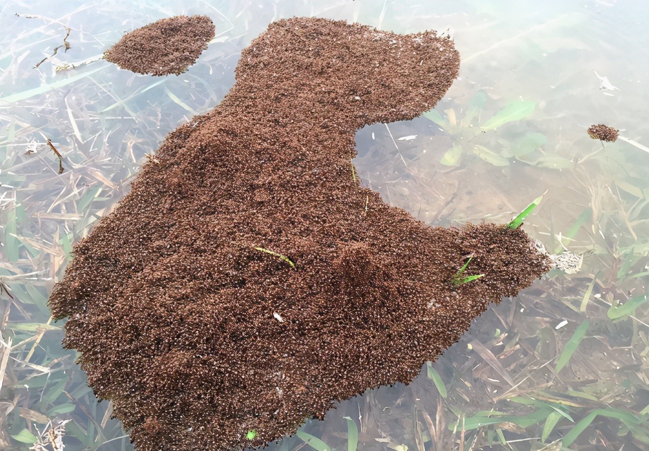 红火蚁已入侵12省份是真是假,红火蚁入侵省份和地区有哪些