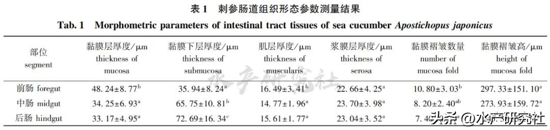 刺参消化系统组织结构特点,刺参粘多糖怎么分解