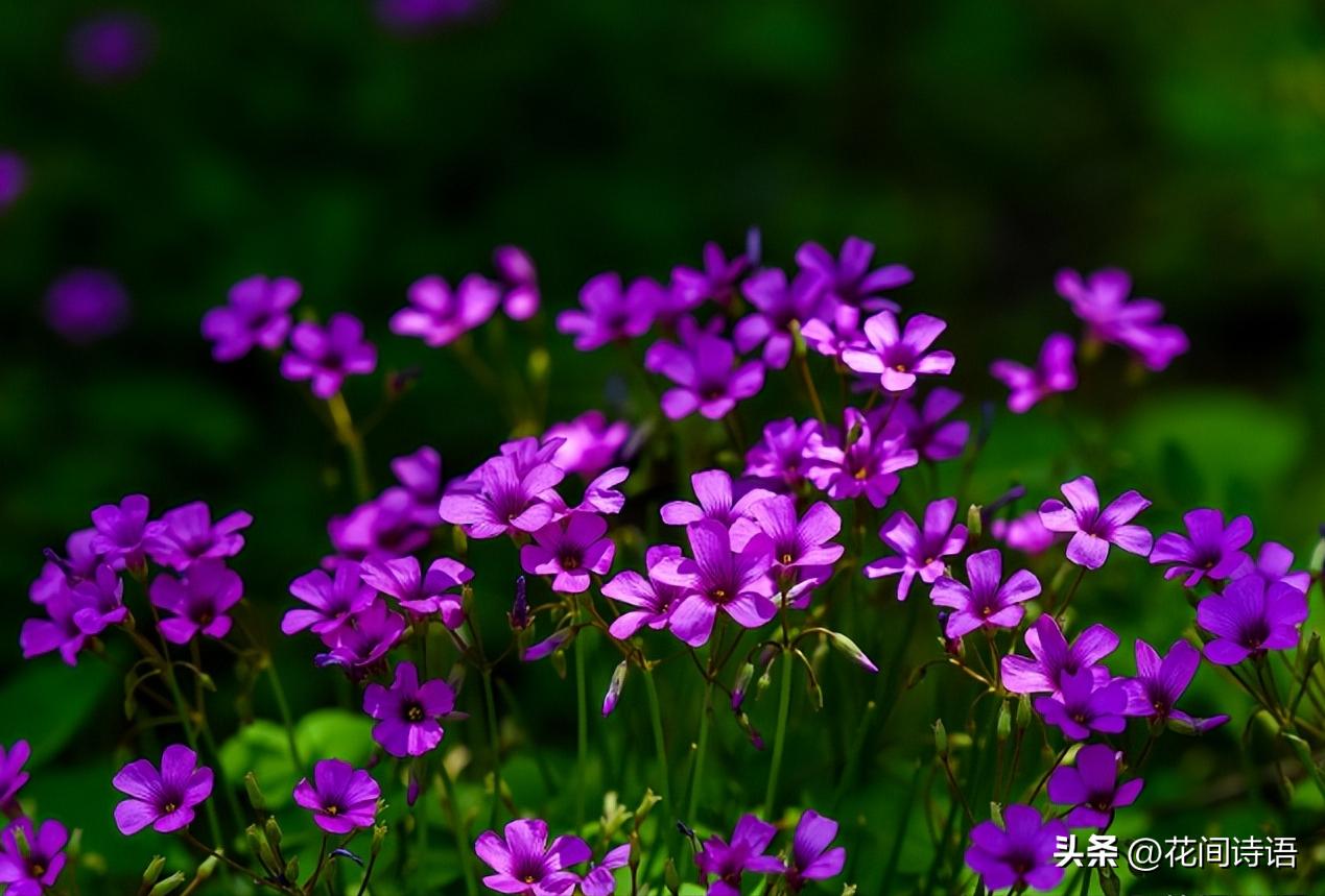 新房装修去甲醛最好的绿植,室内什么绿植去除甲醛效果最好