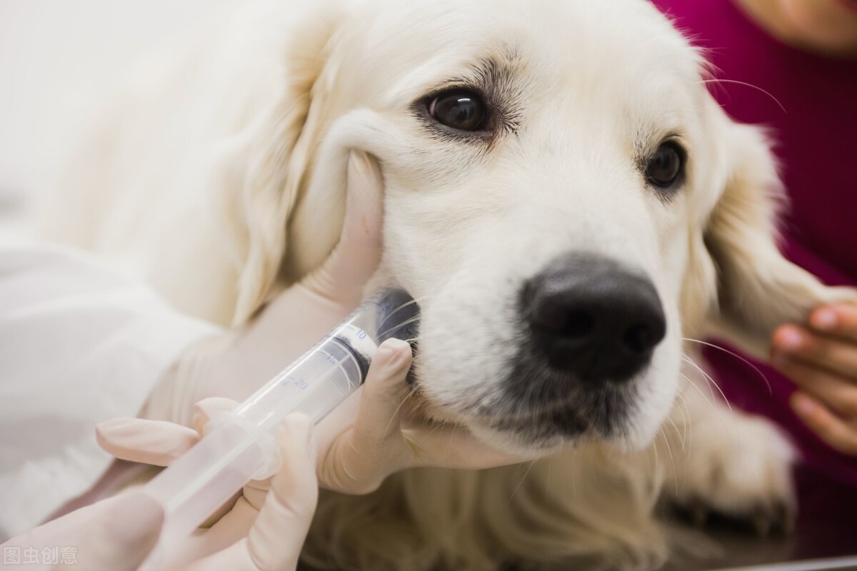 猫托运需要打狂犬疫苗吗,托运宠物疫苗本有什么要求