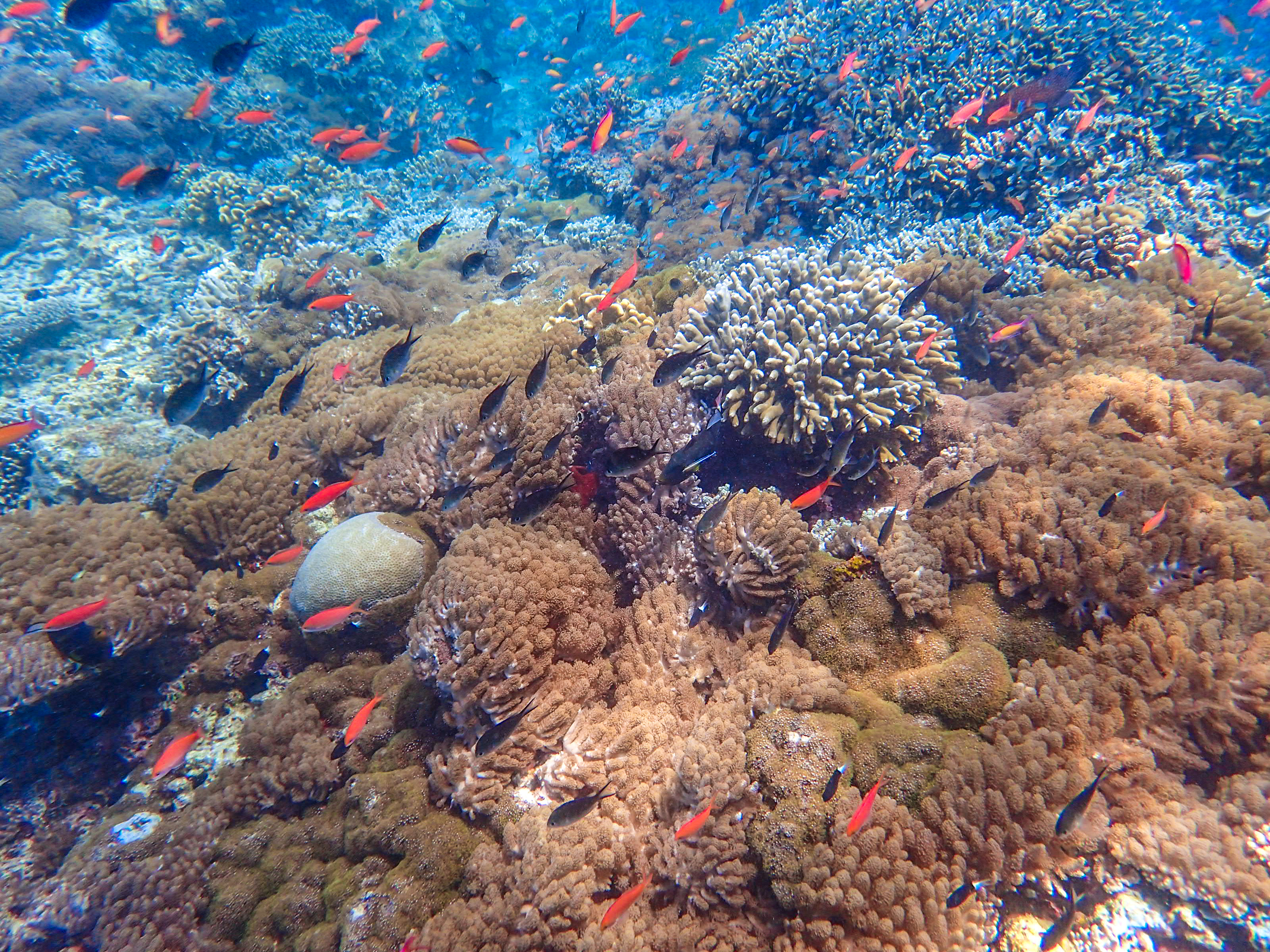 马来西亚仙本那海底,潜水马来西亚仙本那