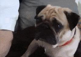 适合家养的狗小型犬温顺,杀伤性大性格温顺的狗有哪些