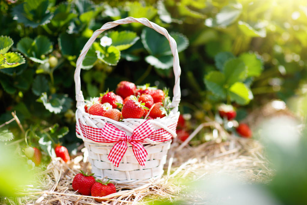 这5种水果热量很高减肥期间慎吃,什么水果热量低适合减肥吃冬天