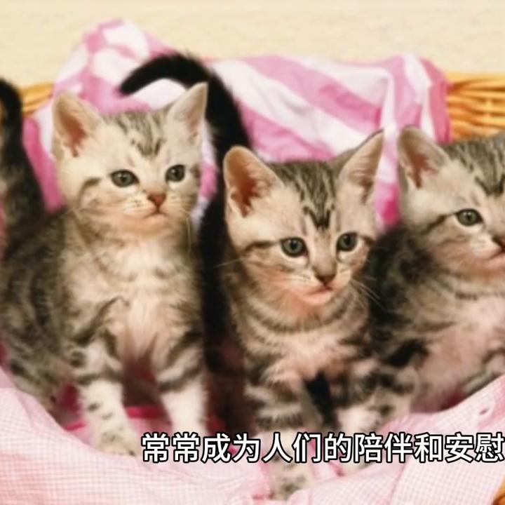 猫咪可能感染甲流吗,猫咪可能有什么遗传病