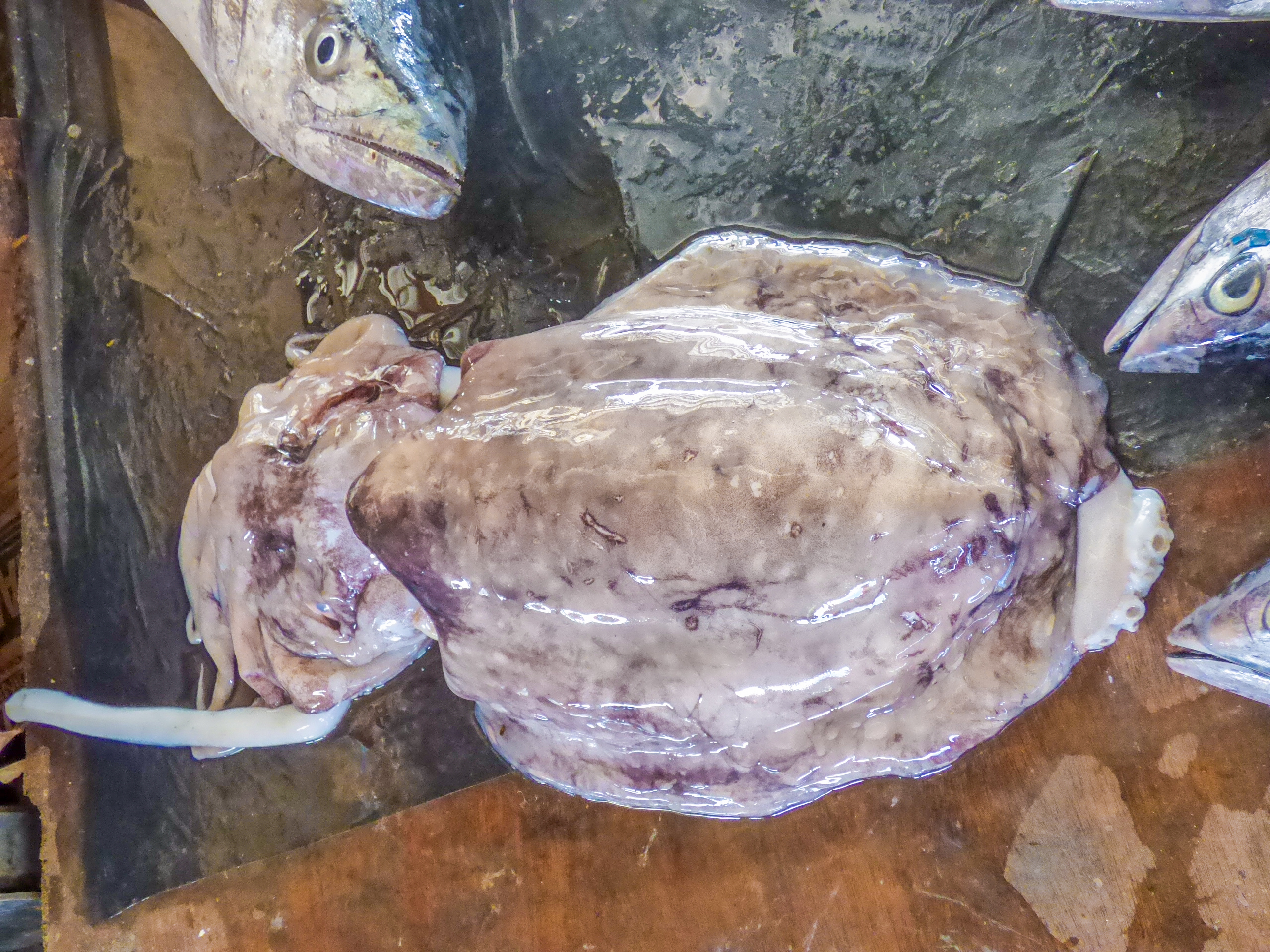 马来西亚仙本那海底,潜水马来西亚仙本那