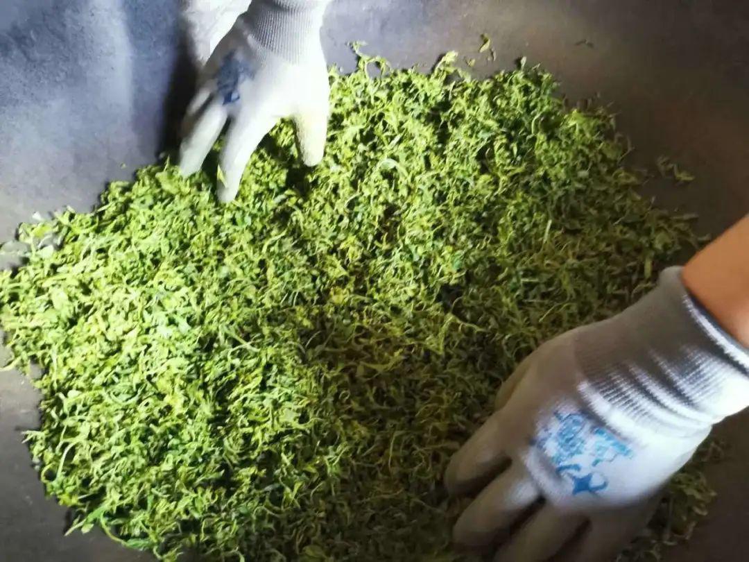 酸枣芽是炒了好还是冷冻鲜的好,酸枣芽采摘来直接生炒