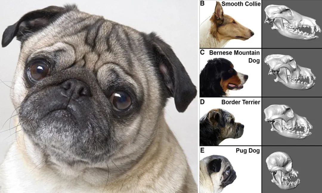 巴哥犬的优点有哪些方面,巴哥犬的优点和缺点及智商