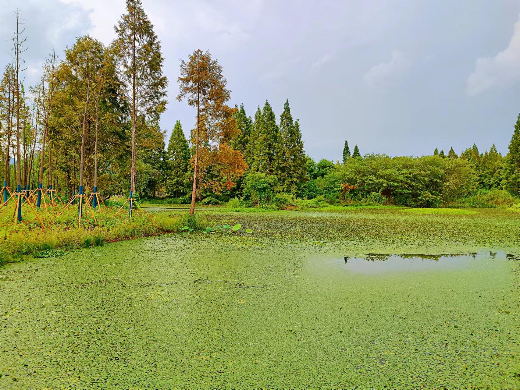 西塞山前白鹭飞图文,西塞山前白鹭飞风景