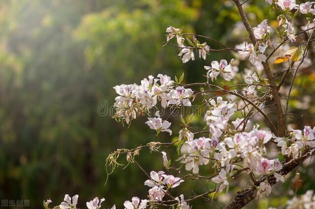 不一样的三月阳春,不一样的广州市