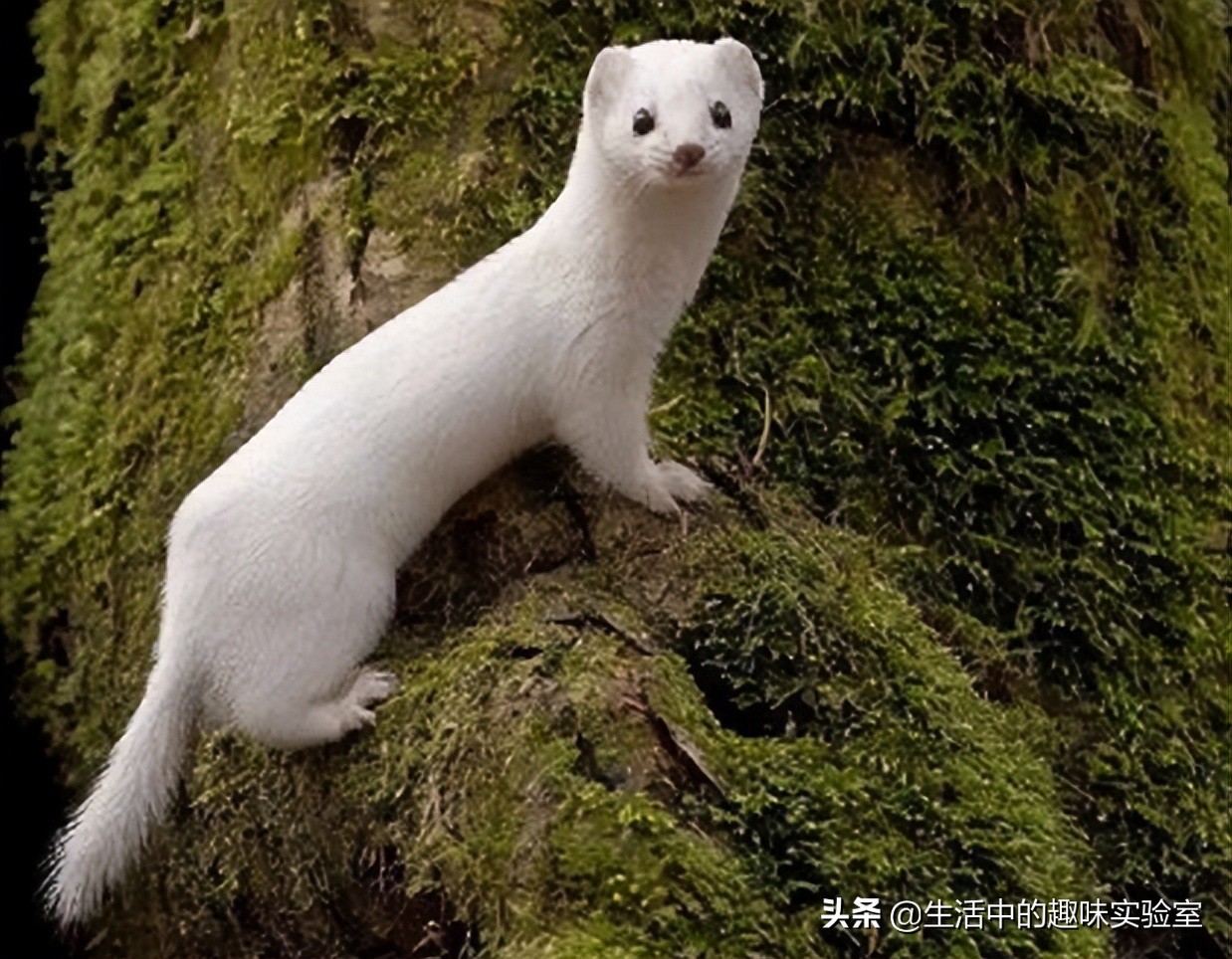 黄鼠狼迷信的说为什么不能杀,黄鼠狼不能杀的真实原因