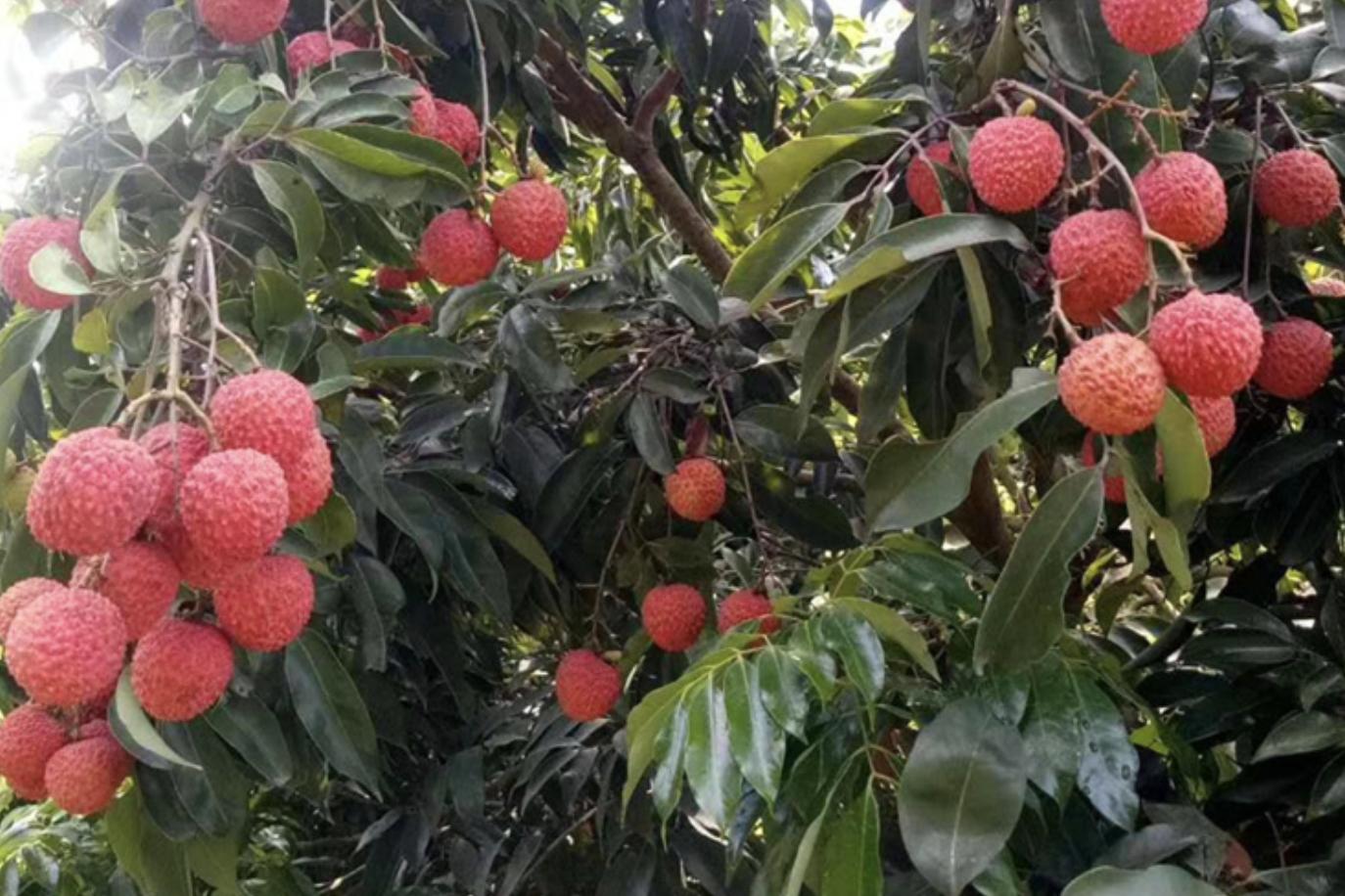 国内最好荔枝品种排名榜,十大最好吃荔枝排名及成熟期