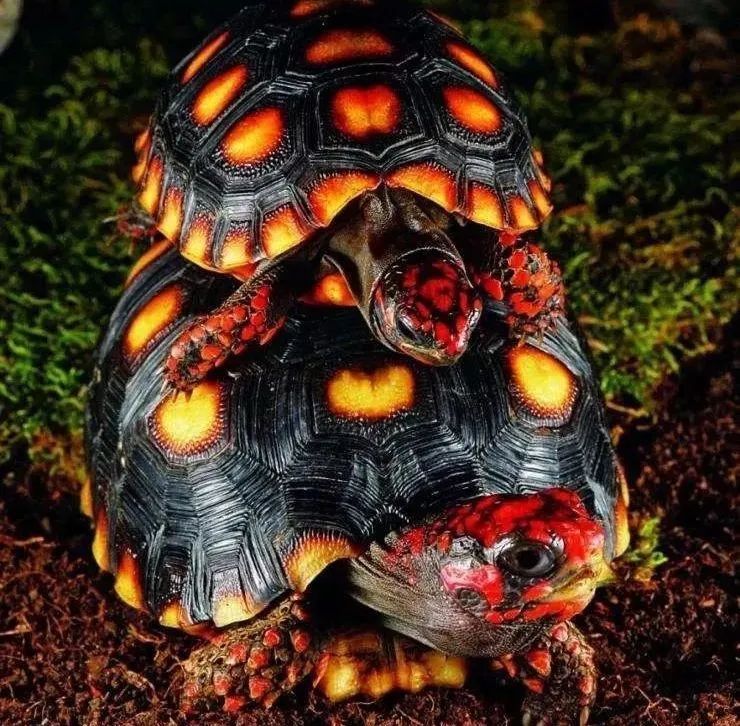 陆龟开放什么意思,陆龟开放