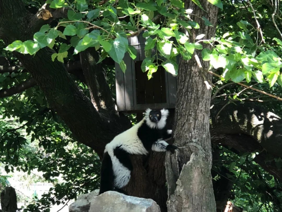 上海野生动物园端午节游玩门票,上海野生动物园年卡节假日