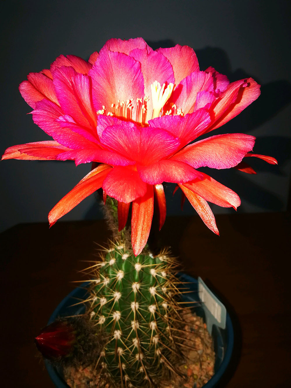 毛花柱仙人球品种大全,顶级精品仙人球花