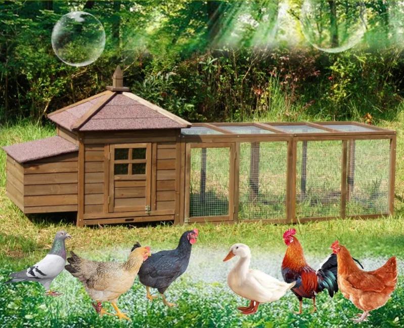 英国国王养鸡,英国查尔斯王子养鸡