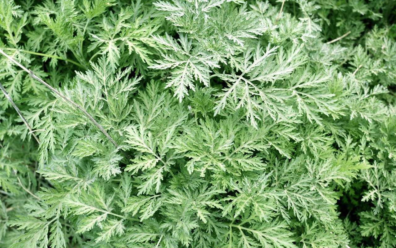 大米桶里放什么不生虫生活小妙招,大米生虫用什么办法驱赶虫子