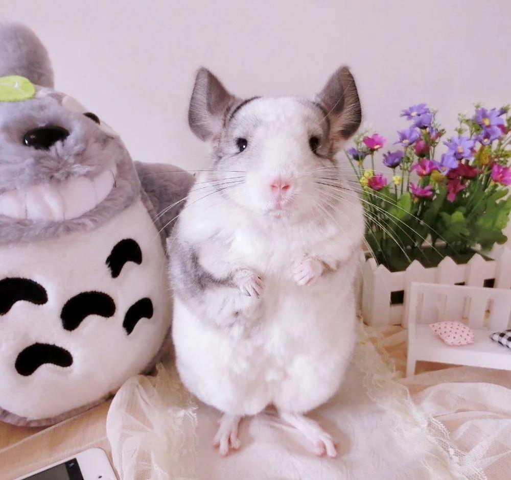 养什么宠物好学生党省钱,适合女生学生党养的各种宠物推荐