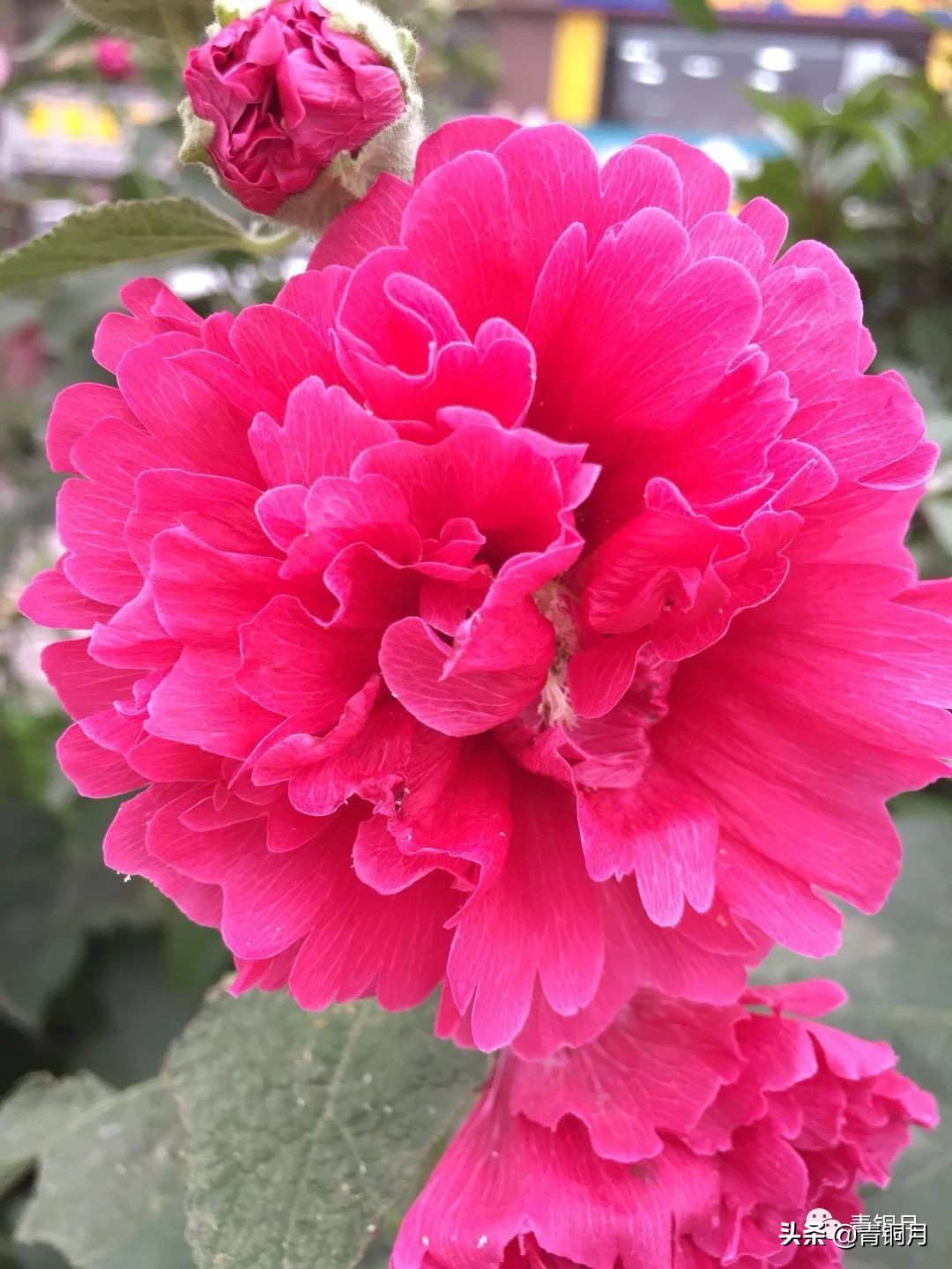 第13课：沈从文《月下》（10万+课程老师讲义）