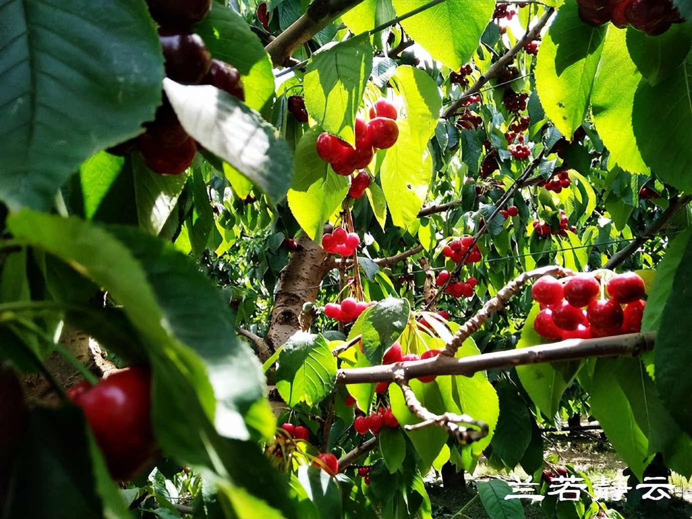 澳洲·墨尔本：到酒庄免费品酒，付5澳元到樱桃园吃到撑