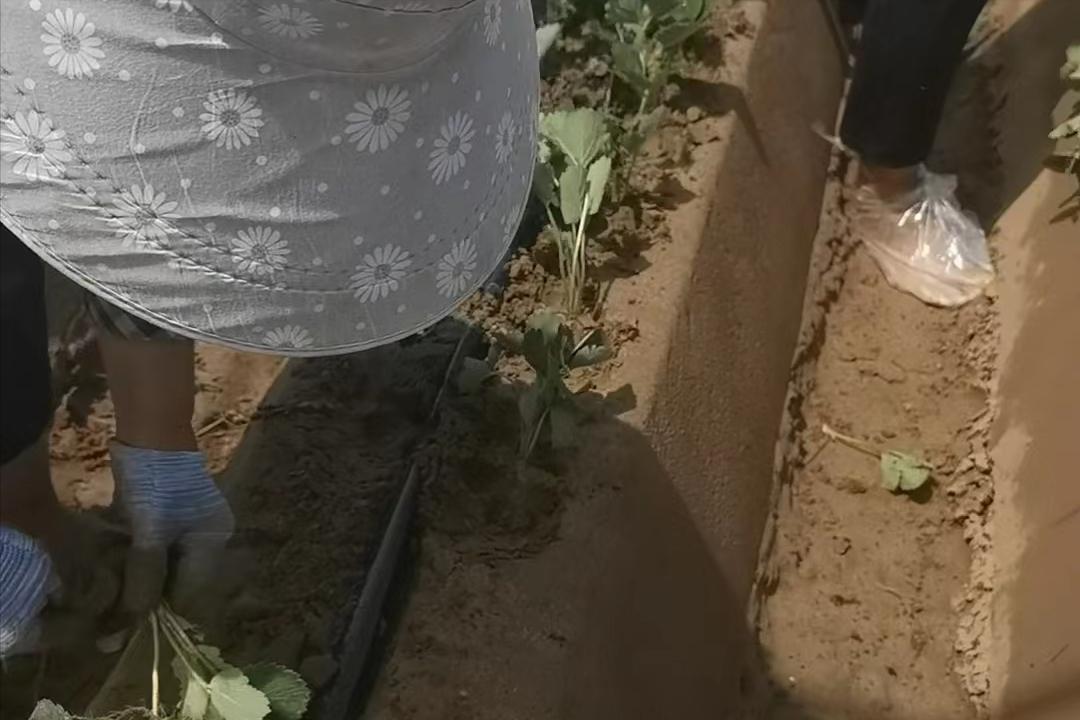 草莓现蕾不整齐的原因？草莓苗长势不齐，如何管理？