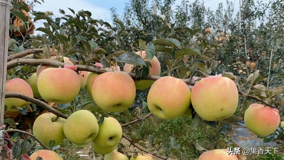 众成三号苹果新品种,最新最全苹果新品种