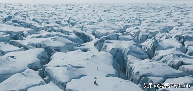 百科|萨摩耶犬,微笑甜美的冰雪精灵