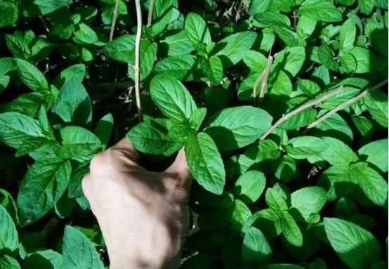 床垫用久了会长跳蚤吗,床垫用久了会有螨虫吗