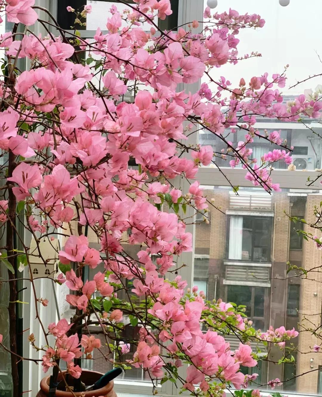 90后将天台改造成空中花园,90后姑娘回家改造楼顶花园