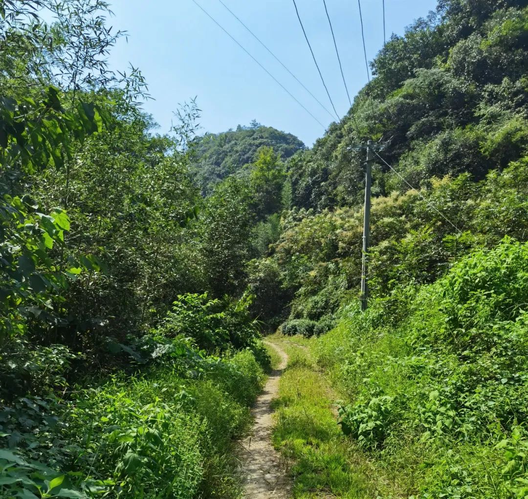 不斋,寻茶记六安瓜片