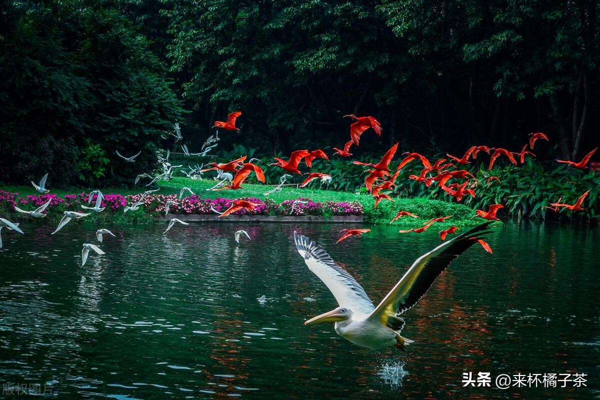 长鹿和长隆动物园哪个更适合幼儿,顺德长鹿与广州长隆动物园