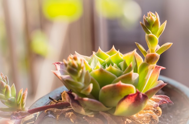 多肉植物夏季养护注意事项,多肉植物夏季养护注意事项视频